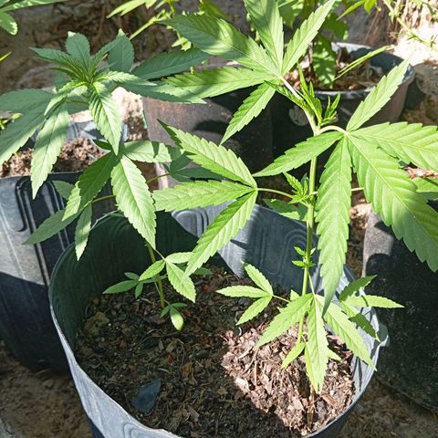 Genética desconhecida growlog timeline photo