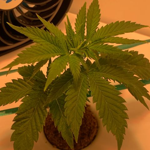 Granddaddy Purple growlog timeline photo
