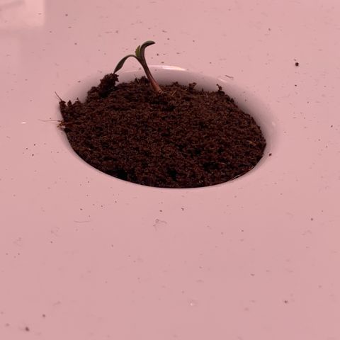 Granddaddy Purple growlog timeline photo