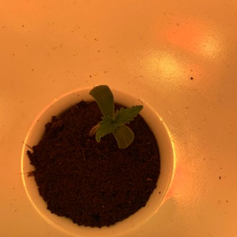 Granddaddy Purple growlog timeline photo