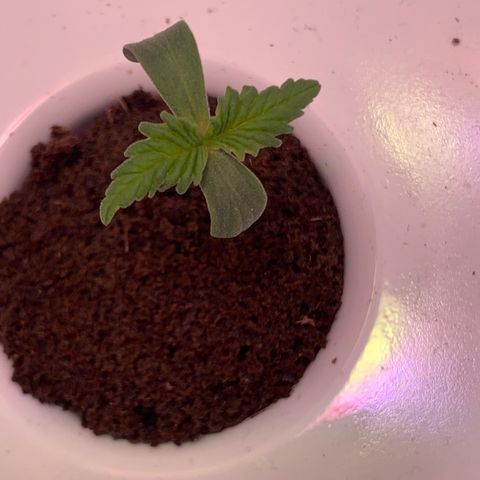 Granddaddy Purple growlog timeline photo