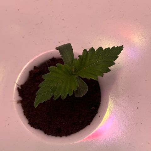 Granddaddy Purple growlog timeline photo