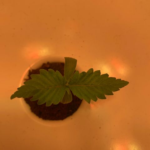 Granddaddy Purple growlog timeline photo