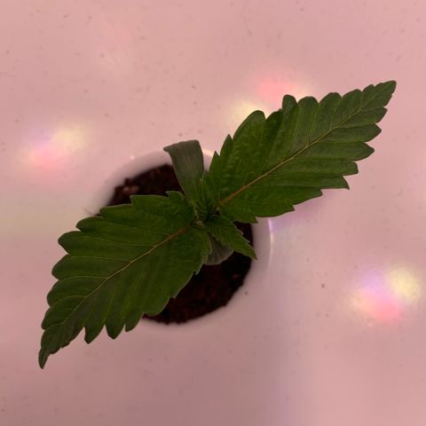 Granddaddy Purple growlog timeline photo