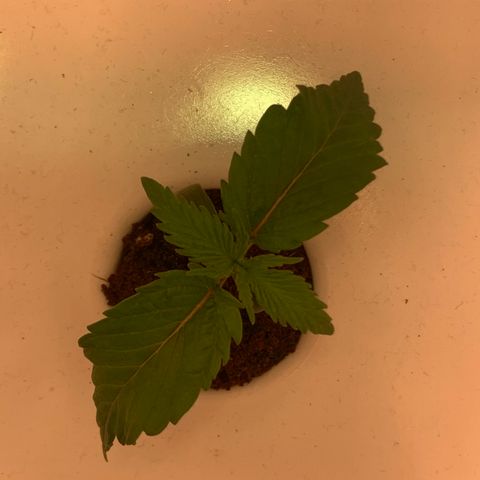 Granddaddy Purple growlog timeline photo