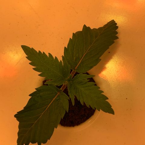 Granddaddy Purple growlog timeline photo