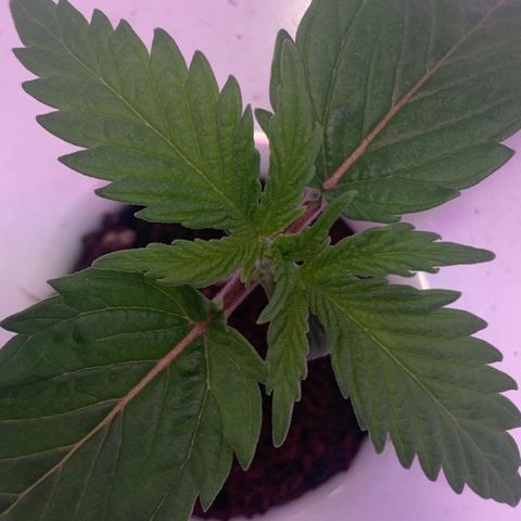 Granddaddy Purple growlog timeline photo