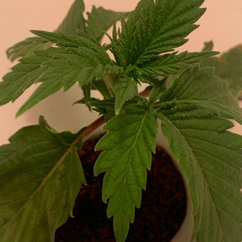 Granddaddy Purple growlog photo: Damping off