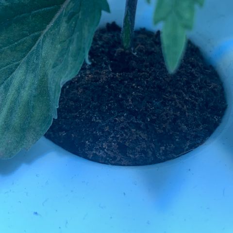 Granddaddy Purple growlog photo: Damping off