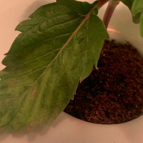 Granddaddy Purple growlog photo: Damping off