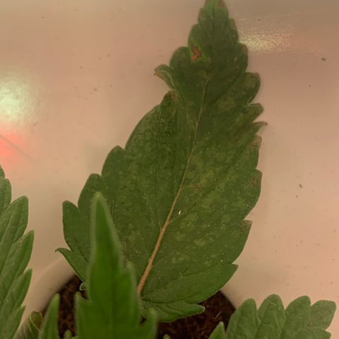 Granddaddy Purple growlog photo: Damping off
