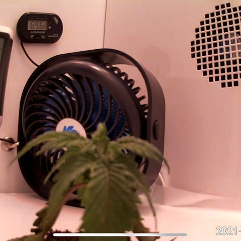 Granddaddy Purple growlog timeline photo