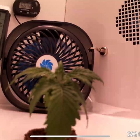 Granddaddy Purple growlog timeline photo