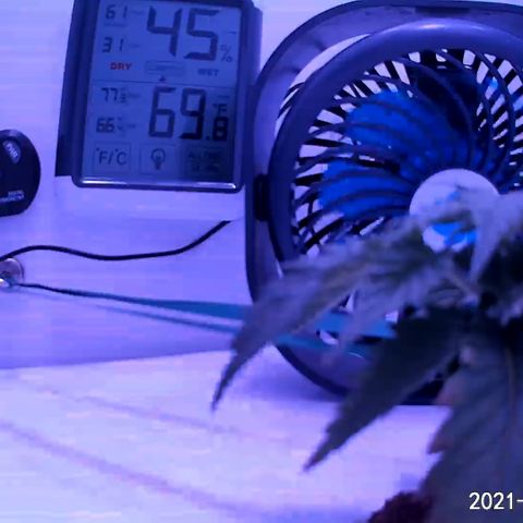 Granddaddy Purple growlog timeline photo