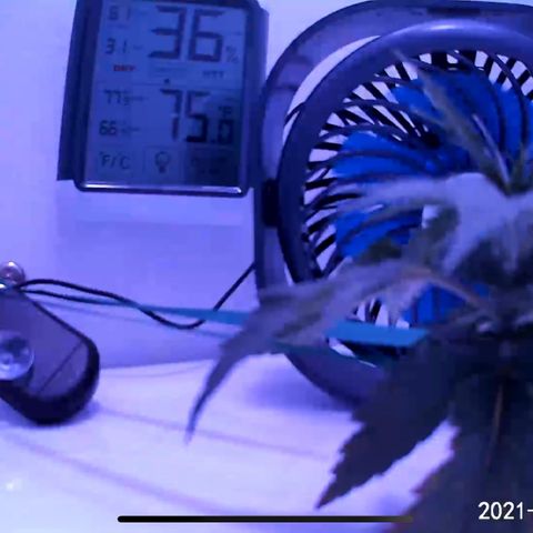 Granddaddy Purple growlog timeline photo