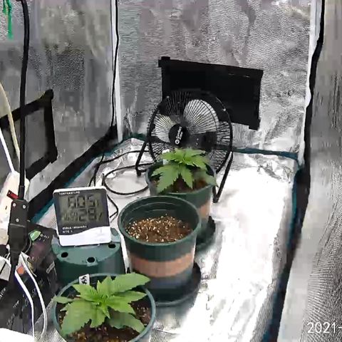 Girl Scout Cookies Extreme - ILGM growlog timeline photo