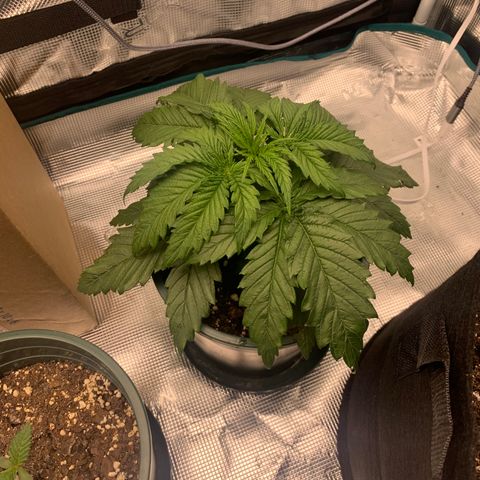 Granddaddy Purple growlog timeline photo