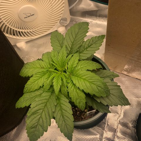 Girl Scout Cookies Extreme - ILGM growlog timeline photo