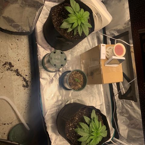 Granddaddy Purple growlog photo: Transplanted