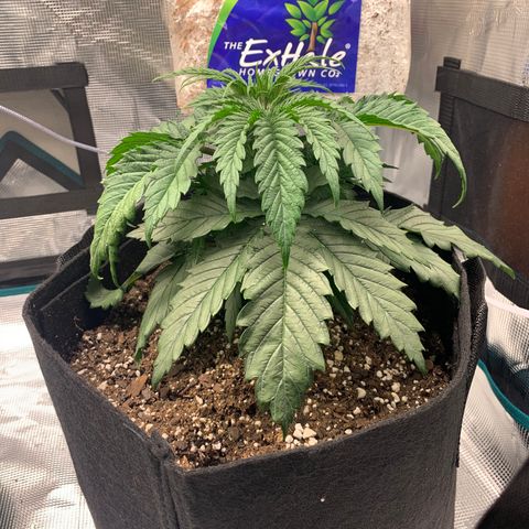 Granddaddy Purple growlog timeline photo