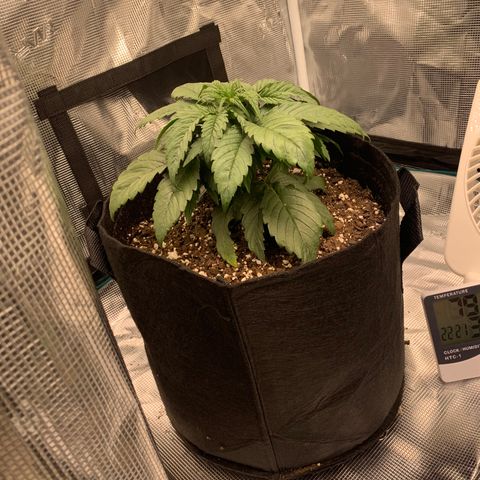 Girl Scout Cookies Extreme - ILGM growlog timeline photo