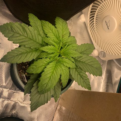Girl Scout Cookies Extreme - ILGM growlog timeline photo