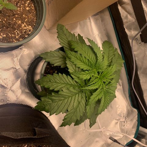 Granddaddy Purple growlog timeline photo