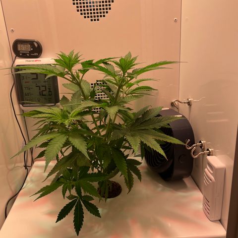 Granddaddy Purple growlog timeline photo
