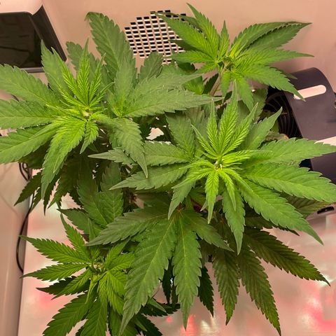 Granddaddy Purple growlog timeline photo