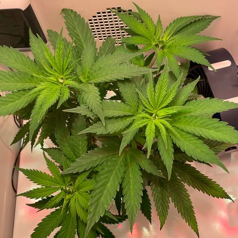 Granddaddy Purple growlog timeline photo