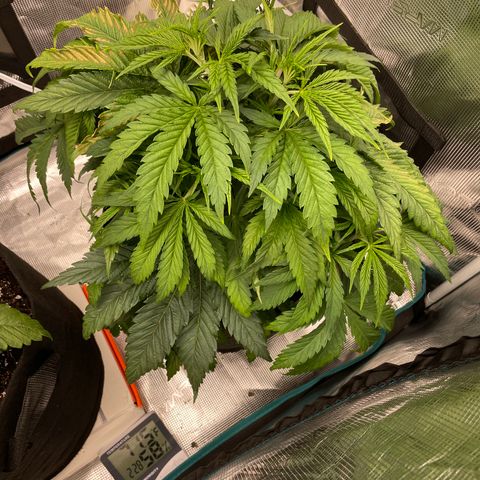 Granddaddy Purple growlog timeline photo