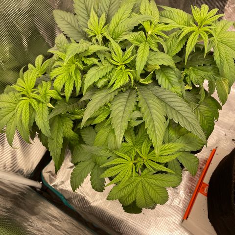 Girl Scout Cookies Extreme - ILGM growlog timeline photo