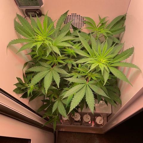 Granddaddy Purple growlog timeline photo