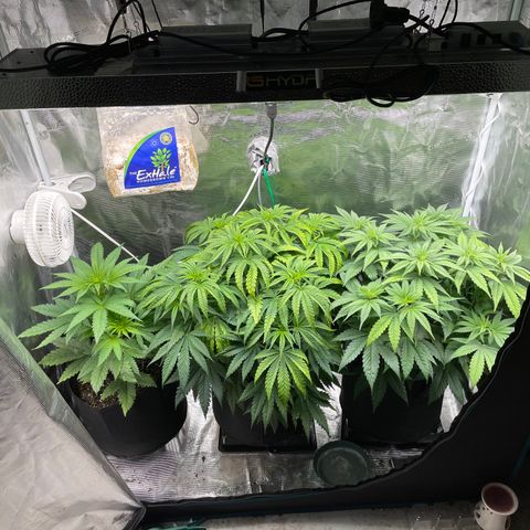 Granddaddy Purple growlog timeline photo