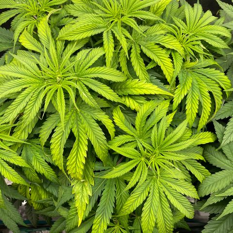 Granddaddy Purple growlog timeline photo