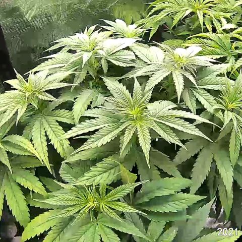 Girl Scout Cookies Extreme - ILGM growlog timeline photo