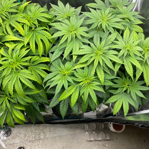 Girl Scout Cookies Extreme - ILGM growlog timeline photo
