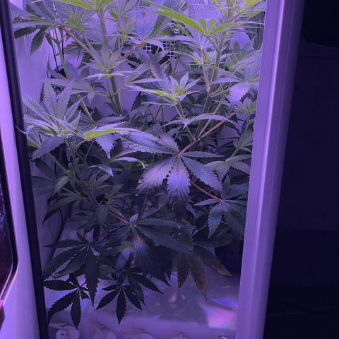 Granddaddy Purple growlog timeline photo