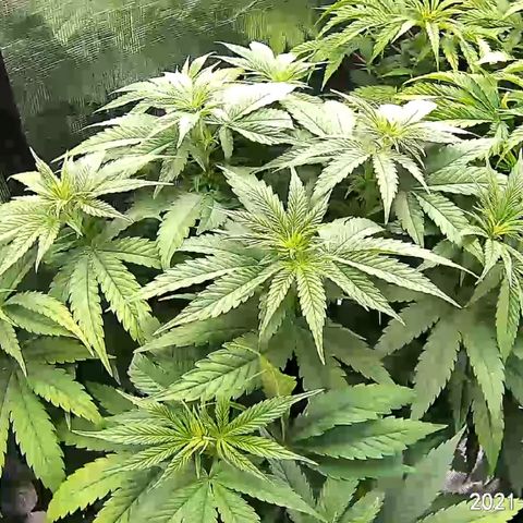 Girl Scout Cookies Extreme - ILGM growlog timeline photo