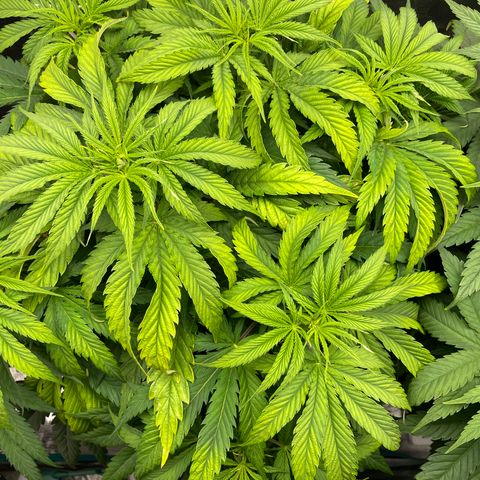 Granddaddy Purple growlog timeline photo