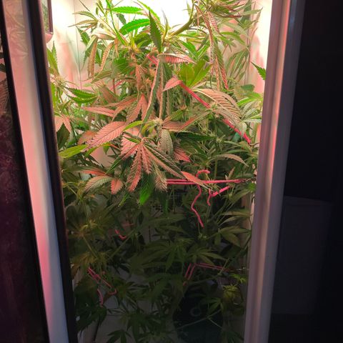 Granddaddy Purple growlog timeline photo