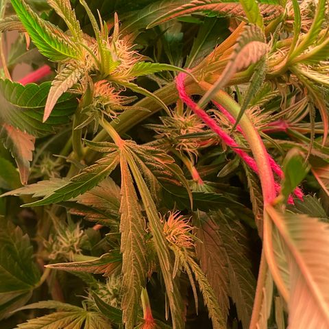 Granddaddy Purple growlog timeline photo