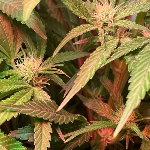 Granddaddy Purple growlog timeline photo