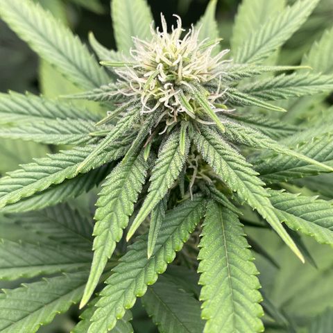 Girl Scout Cookies Extreme - ILGM growlog timeline photo