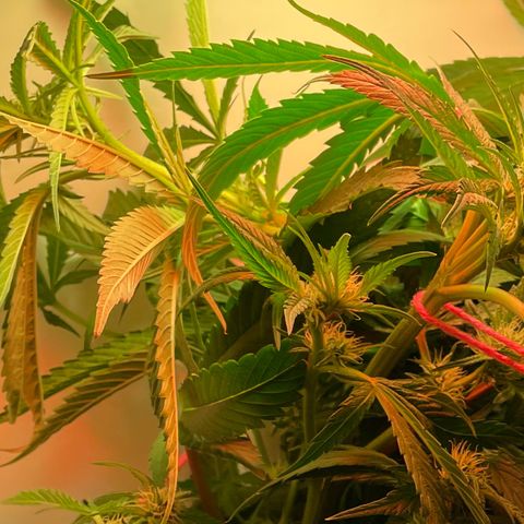 Granddaddy Purple growlog timeline photo