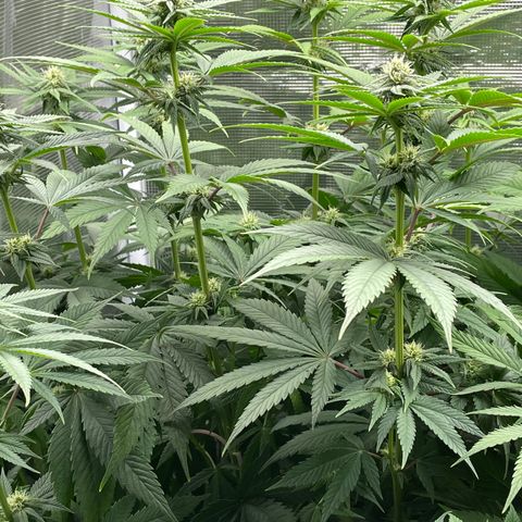 Girl Scout Cookies Extreme - ILGM growlog timeline photo