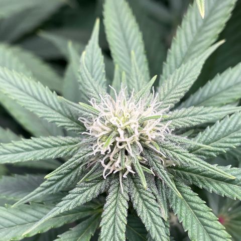 Girl Scout Cookies Extreme - ILGM growlog timeline photo