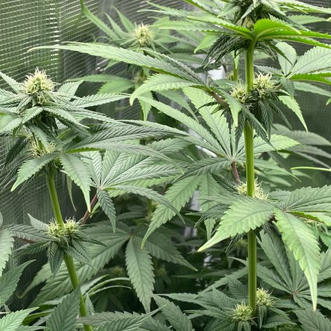 Girl Scout Cookies Extreme - ILGM growlog timeline photo