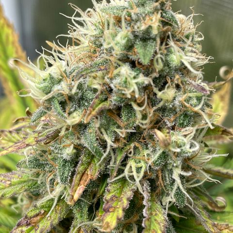 Granddaddy Purple growlog timeline photo