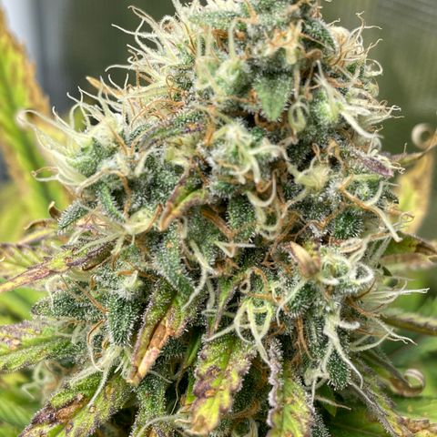 Granddaddy Purple growlog timeline photo